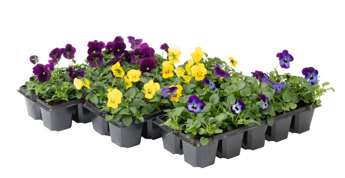 Stemor 10-pk